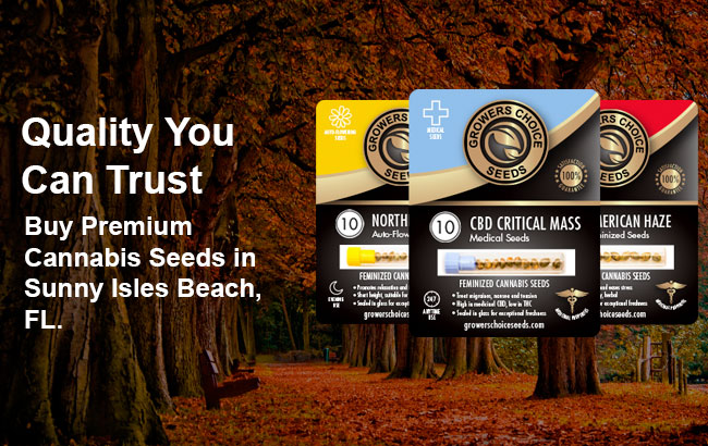 Buy Sunny Isles Beach Cannabis Seeds in Florida