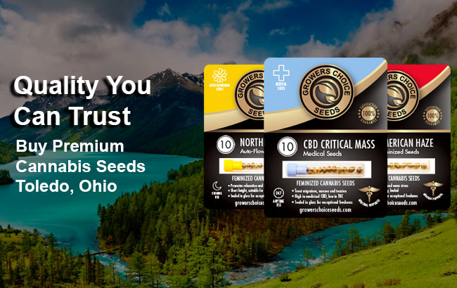 Buy cannabis seeds in Toledo, Ohio