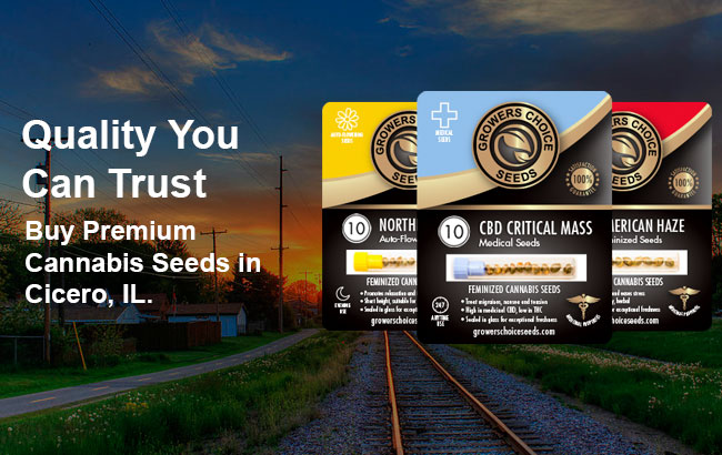 Buy Cicero Cannabis Seeds in Illinois