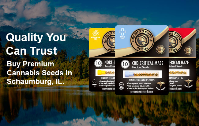 Buy Schaumburg Cannabis Seeds in Illinois