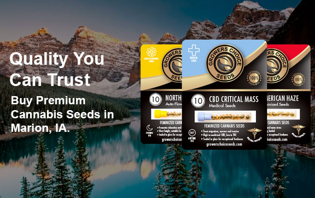 Buy Marion Cannabis Seeds in Iowa