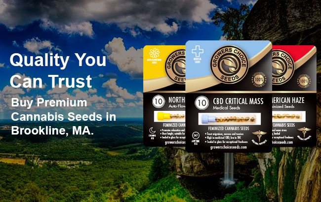 Buy Brookline Cannabis Seeds in Massachusetts 
