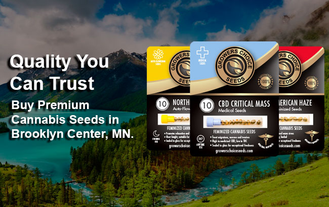 Cannabis Seeds For Sale in Brooklyn Center Minnesota