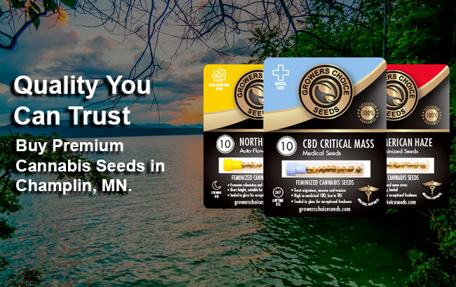 Cannabis Seeds For Sale in Champlin Minnesota