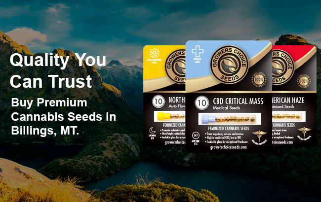 Buy Billings Cannabis Seeds in Montana