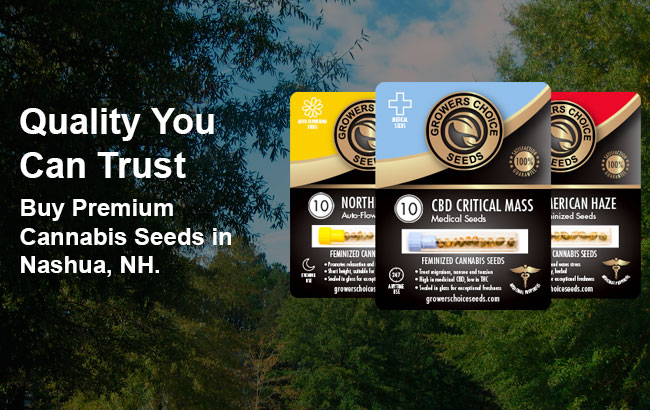 Buy Nashua Cannabis Seeds in New Hampshire