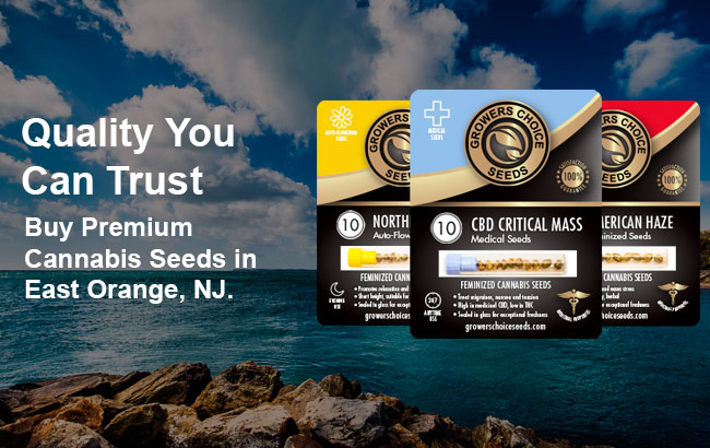 Buy East Orange Cannabis Seeds in New Jersey