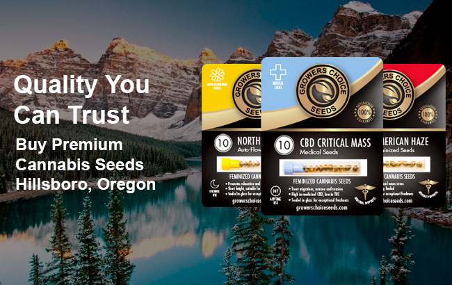 Buy Hillsboro Cannabis Seeds in Oregon