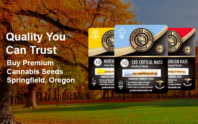 Buy Springfield Oregon Cannabis Seeds