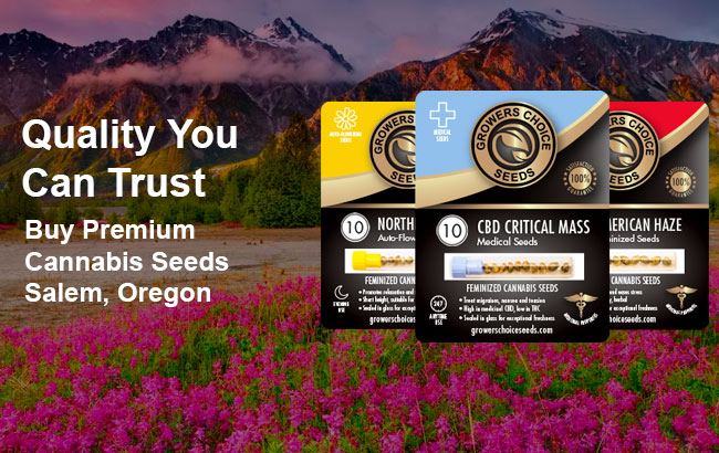 Buy Salem Cannabis Seeds in Oregon