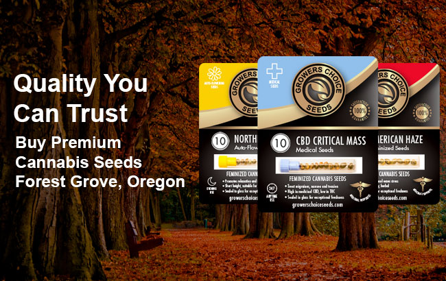 Buy Forest Grove Cannabis Seeds in Oregon