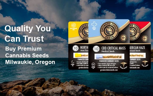 Buy Milwaukie Cannabis Seeds in Oregon