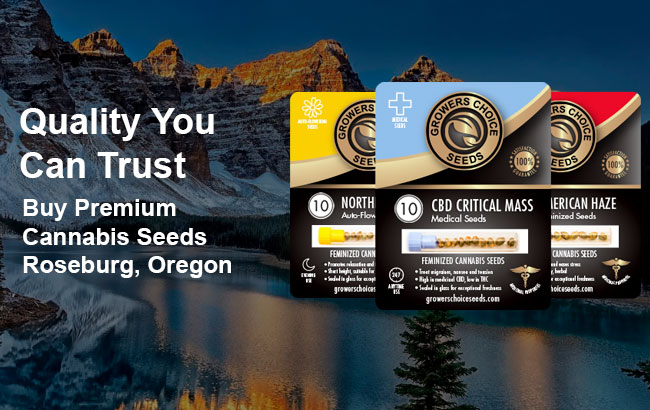 Buy Roseburg Cannabis Seeds in Oregon