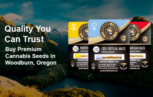 Buy Woodburn Cannabis Seeds in Oregon