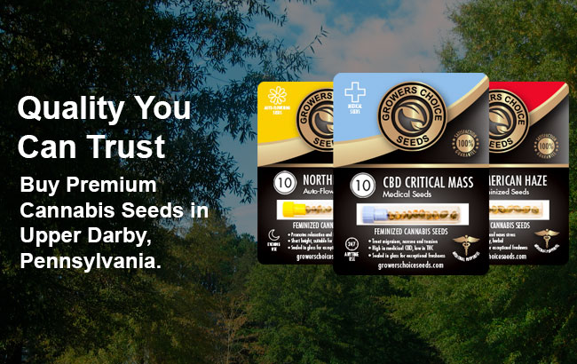 Buy Upper Darby Cannabis Seeds in Pennsylvania 