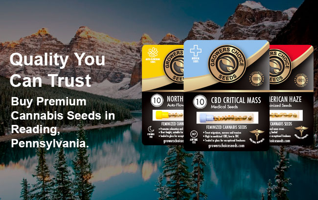 Buy Reading Cannabis Seeds in Pennsylvania