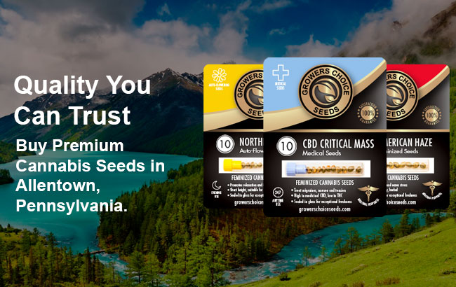 Buy Allentown Cannabis Seeds in Pennsylvania 
