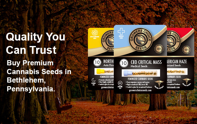 Buy Bethlehem Cannabis Seeds in Pennsylvania 