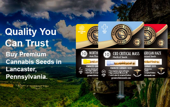 Buy Lancaster Cannabis Seeds in Pennsylvania 