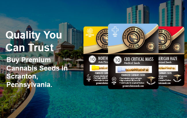 Buy Scranton Cannabis Seeds in Pennsylvania 