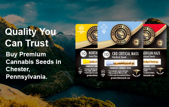 Cannabis Seeds For Sale in Chester Pennsylvania 