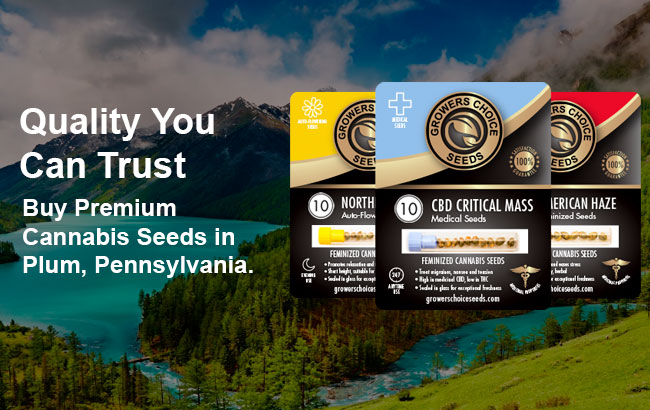 Cannabis Seeds For Sale in Plum Pennsylvania