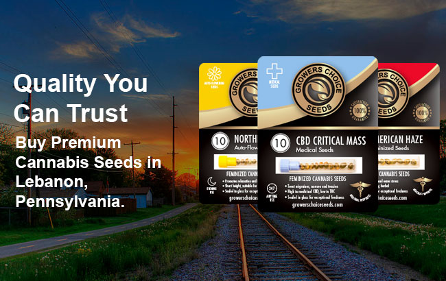 Cannabis Seeds For Sale in Lebanon Pennsylvania
