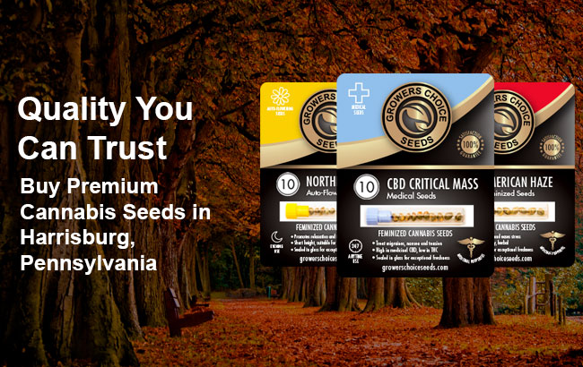 Cannabis Seeds For Sale in Harrisburg Pennsylvania
