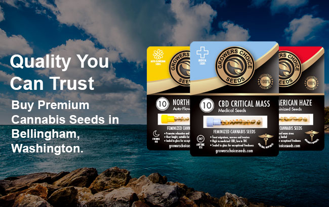 Buy Bellingham Cannabis Seeds in Washington