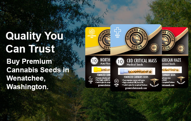 Cannabis Seeds For Sale in Wenatchee Washington
