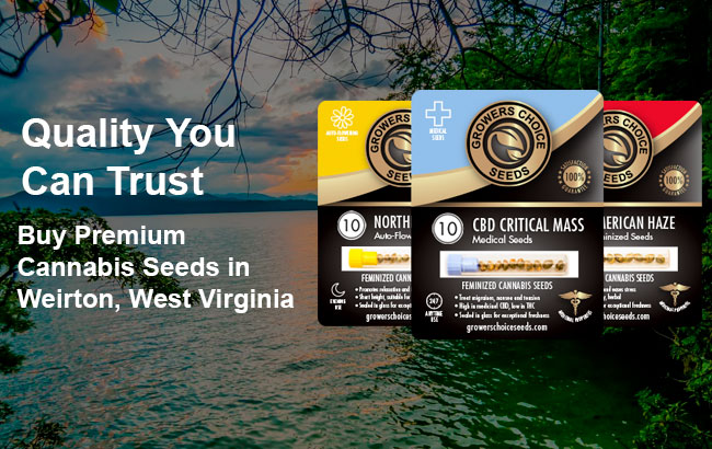 Buy Weirton Cannabis Seeds in West Virginia