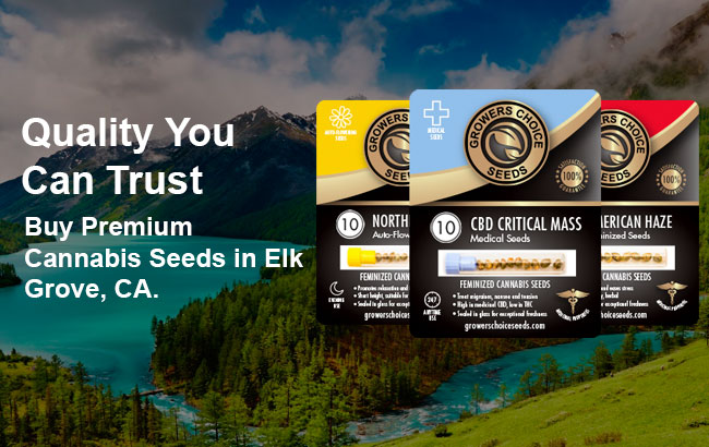 buy cannabis seeds in elk grove, california