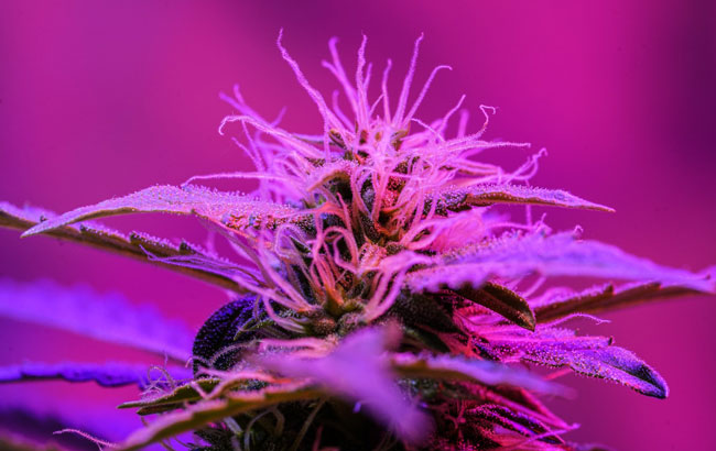 cannabis plant under pink lights