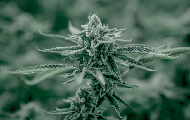 Blueish green cannabis plant