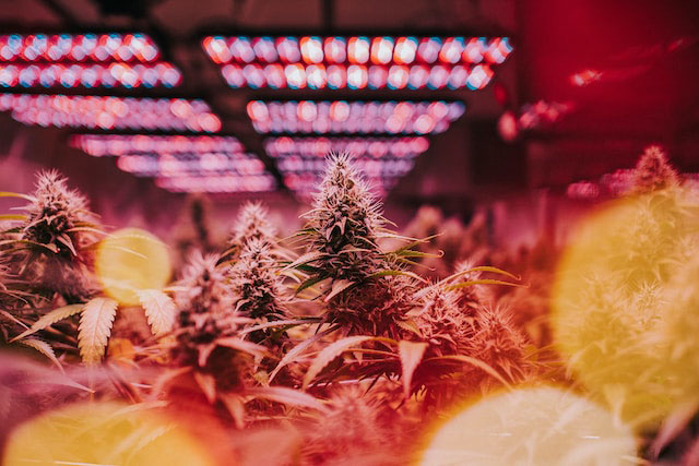 Indoor cannabis plants under pink lights