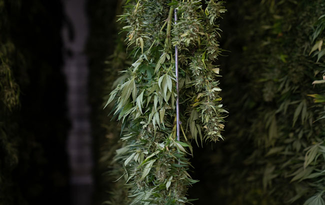Hanging cannabis plant