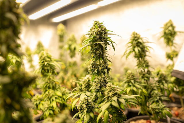 Indoor cannabis plant under lights