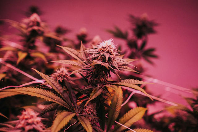 Indoor cannabis plant under pink lights