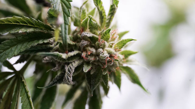 Cannabis plant with orange hairs