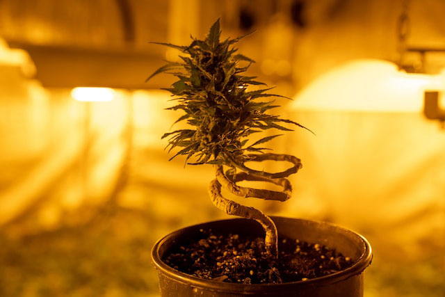 Cannabis plant growing in a pot