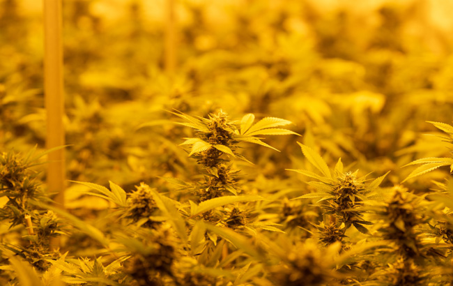 Cannabis plants under yellow lighting