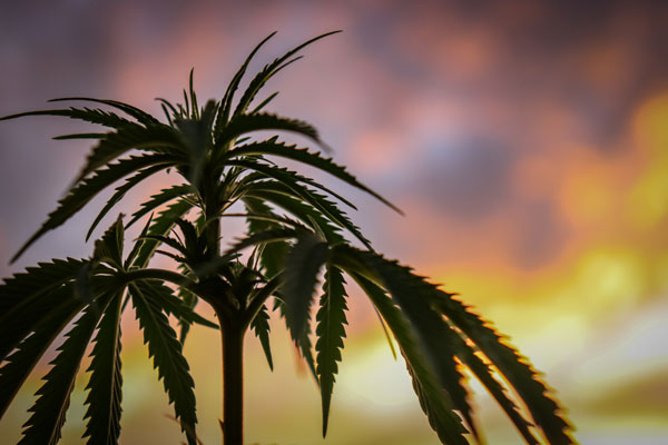 Cannabis plant against a sunset