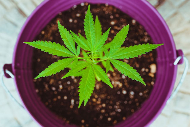 Small cannabis plant in a purple pot