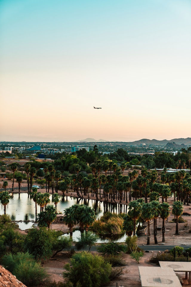 Plane flying over a palm tree oasis in Scottsdale, AZ
