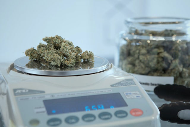 Dried cannabis flower on an electronic scale with a jar of buds in the background