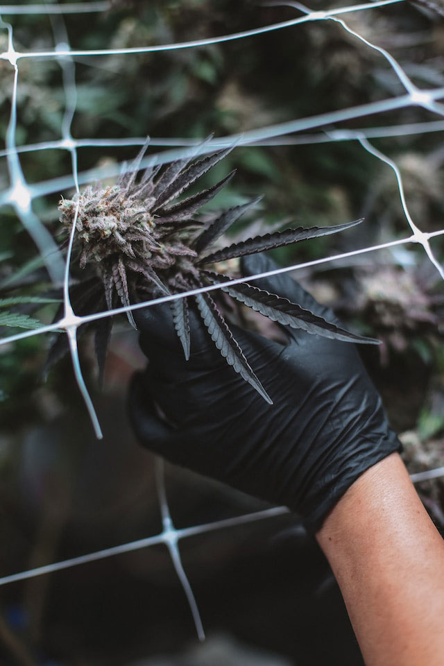 Black gloved hand holding cannabis plant between netting supports