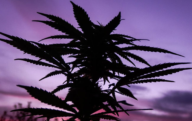Cannabis plant under a purple sky