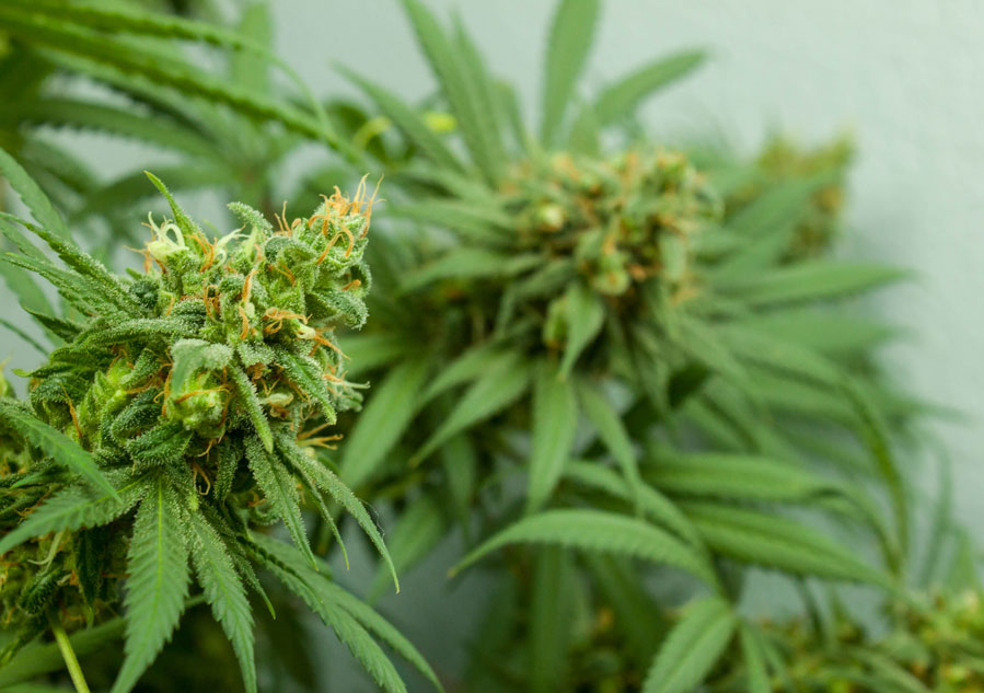 Green cannabis plants with orange hairs