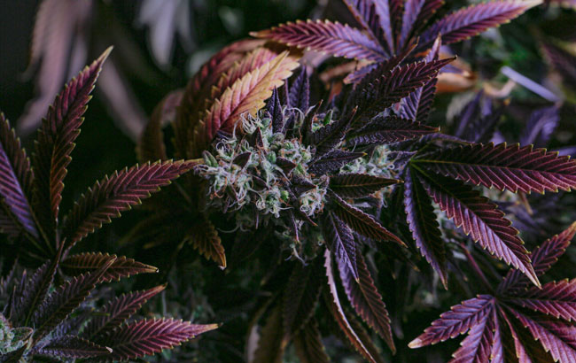 Purple cannabis plant