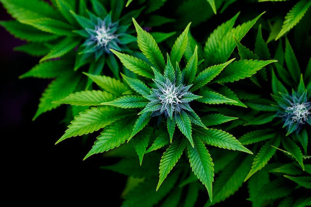 Close-up of cannabis plants whose flowers and pistils have blue and white tinges